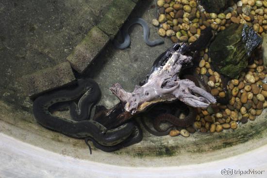 Snake Farm (Queen saovbha memorial institute)