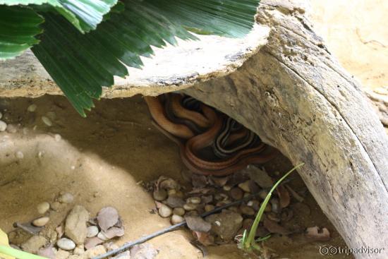 Snake Farm (Queen saovbha memorial institute)