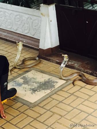 Snake Farm (Queen Saovabha Memorial Institute)