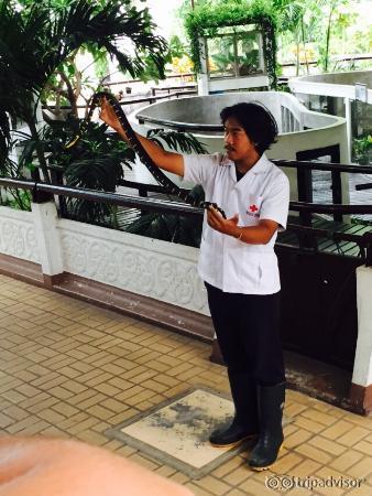 Snake Farm (Queen Saovabha Memorial Institute)