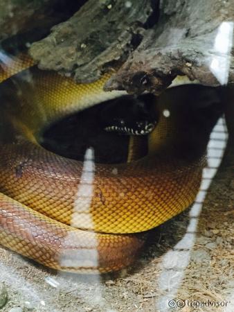 Snake Farm (Queen Saovabha Memorial Institute)