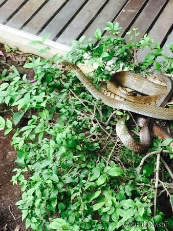 Snake Farm (Queen Saovabha Memorial Institute)