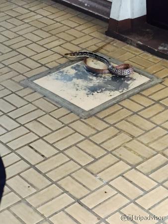 Snake Farm (Queen Saovabha Memorial Institute)