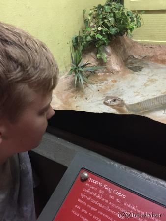 Snake Farm (Queen Saovabha Memorial Institute)