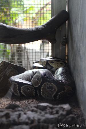 Snake Farm (Queen saovbha memorial institute)