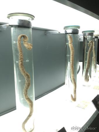 Snakes specimens inside the museum on the 2nd Floor