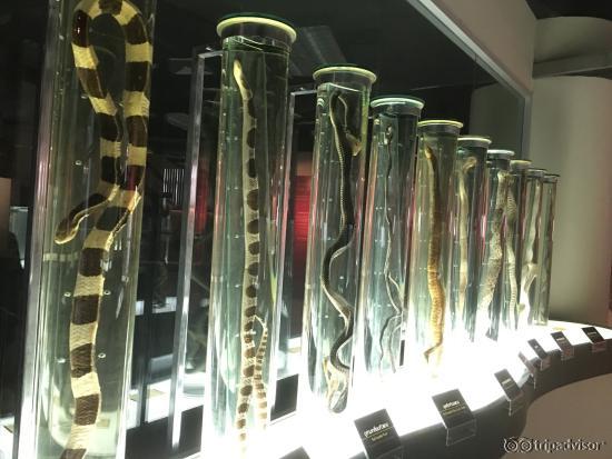 Snakes specimens inside the museum on the 2nd Floor