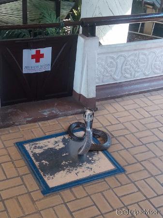 uno dei cobra con i quali si può avere un incontro ravvicinato