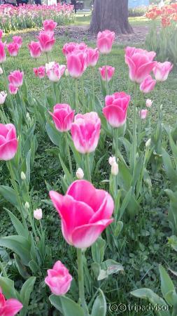 20150422_171307_large.jpg