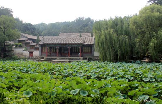 lotus ponds