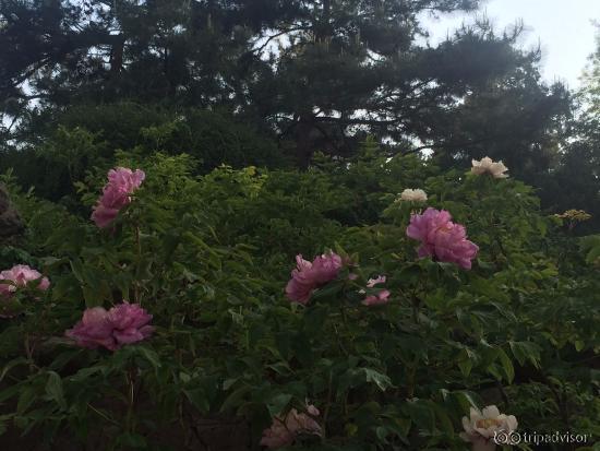 Big bloomed flower in the garden