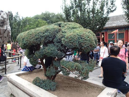 Summer Palace