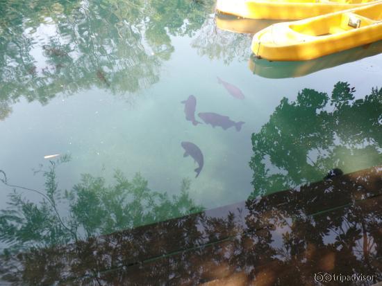 lago com peixes, dá para fazer mergulho com snorkel ou com cilindro