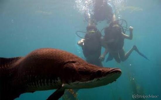 Mergulho nas águas quente com peixes gigantes