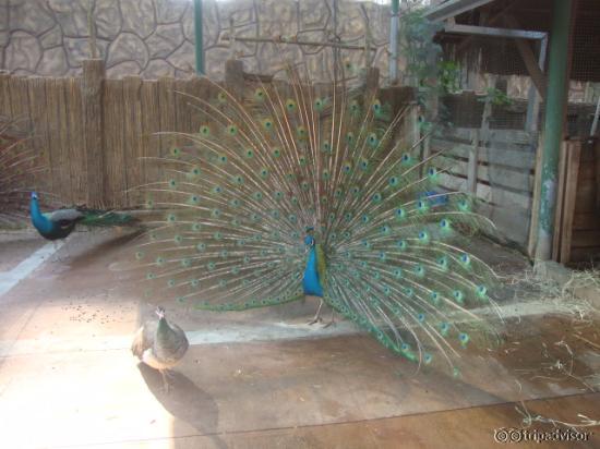 mini zoo situado antes das thermas