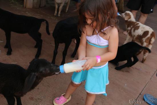Dando mamadeira aos Cabritinhos
