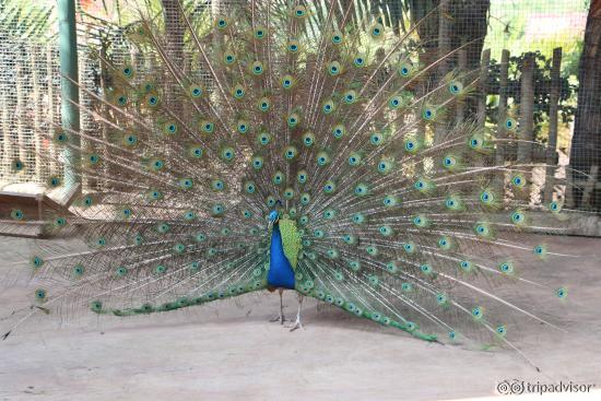 Pavão solto na Fazendinha