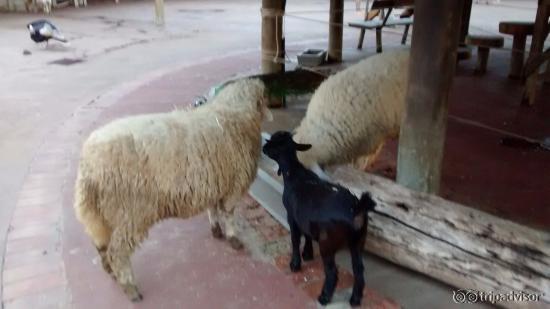 Experiência deliciosa ao estar com os bichinhos!