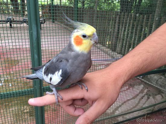 Viveiro onde tem várias calopsitas