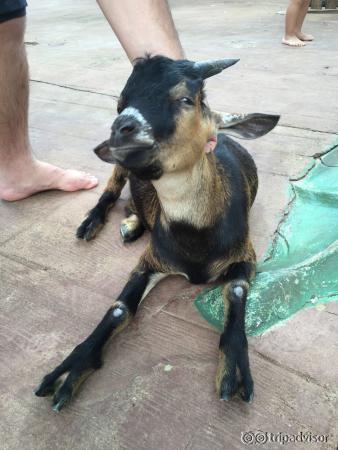 Cabritinho da Fazendinha