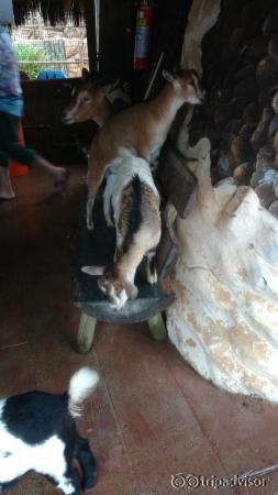 Fazendinha com animais