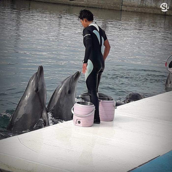 Tsukumi Dolphin Island เกาะแห่งโลมา ปลาดาว เพนกวิน