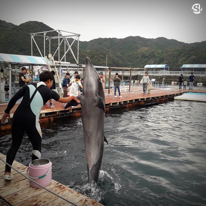 Tsukumi Dolphin Island เกาะแห่งโลมา ปลาดาว เพนกวิน