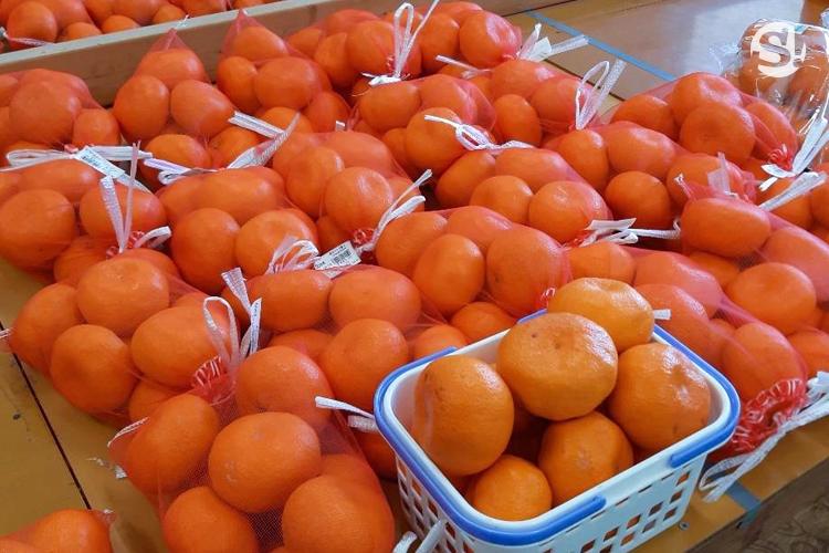 ส้ม จ.เอฮิเมะ