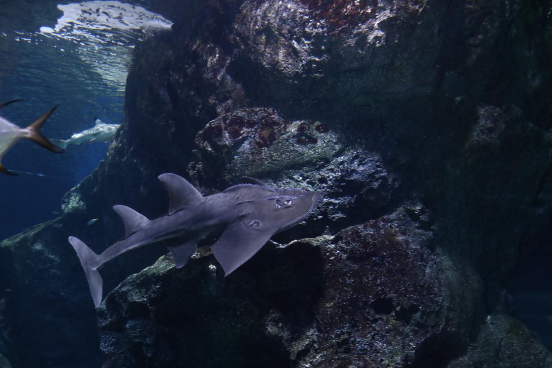 ใกล้ชิดและทักทายฉลามกว่า 15 สายพันธุ์ ณ ซีไลฟ์ แบงคอก ต้อนรับปิดเทอม