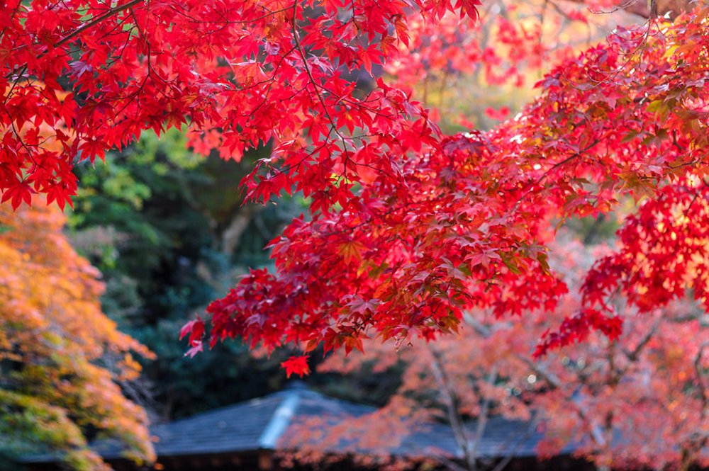ฤดูใบไม้เปลี่ยนสีที่ญี่ปุ่น