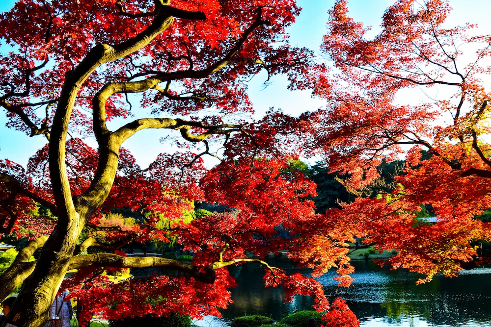 ฤดูใบไม้เปลี่ยนสีที่ญี่ปุ่น