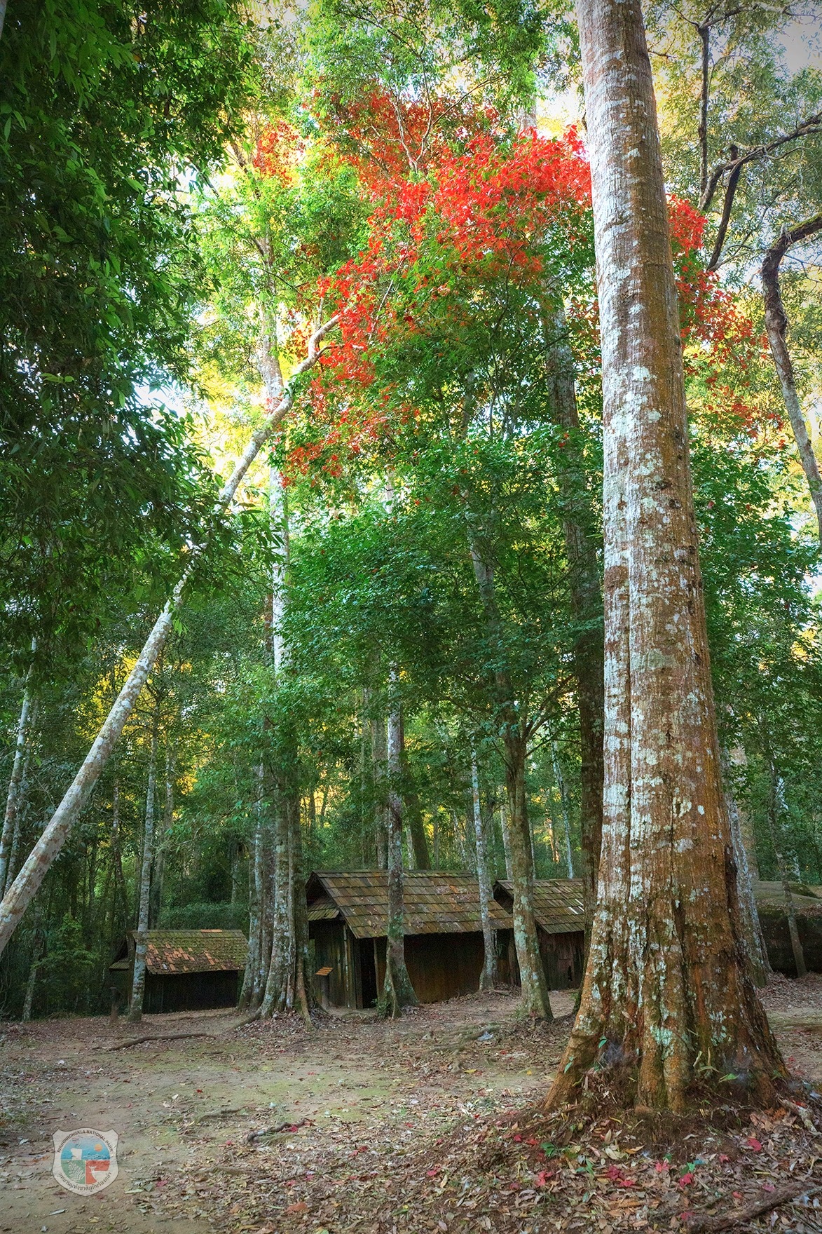 ชมต้นเมเปิ้ลผลิใบเปลี่ยนสี อุทยานแห่งชาติภูหินร่องกล้า