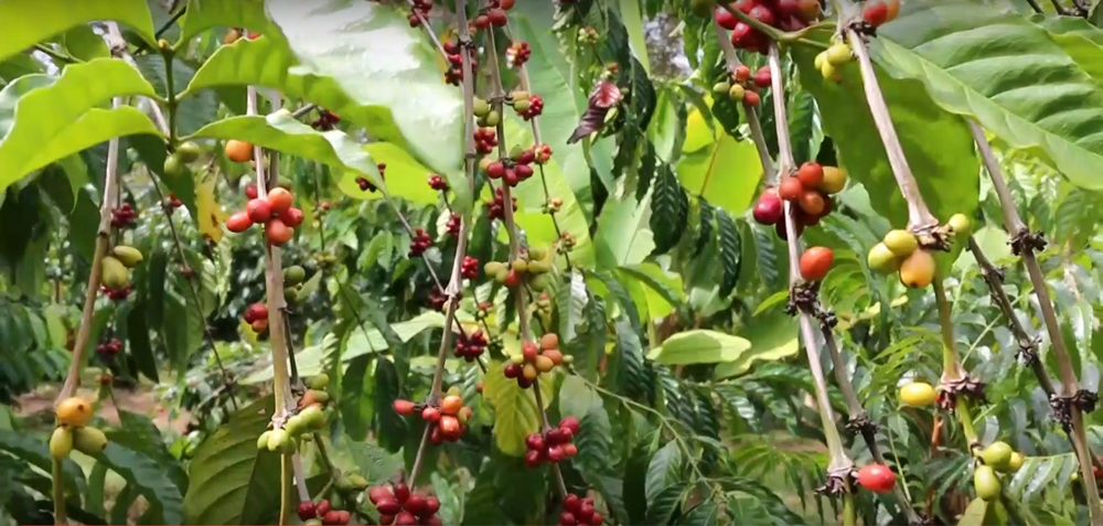 ของดีตำบลถ้ำสิงห์ คอกาแฟ แห่เดินทางมาชุมพร ดื่มกาแฟโรบัสต้า 100