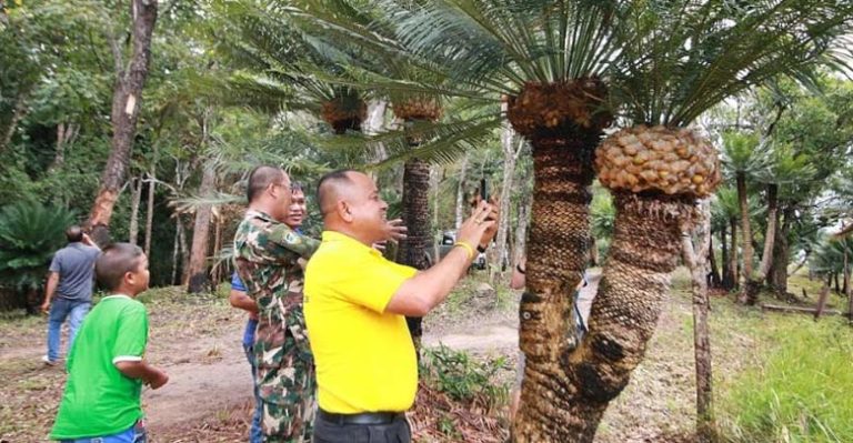 ท่องเที่ยวธรรมชาติ ป่าปรงพันปีชนิดเดียวในไทย 1 เดียวในโลก