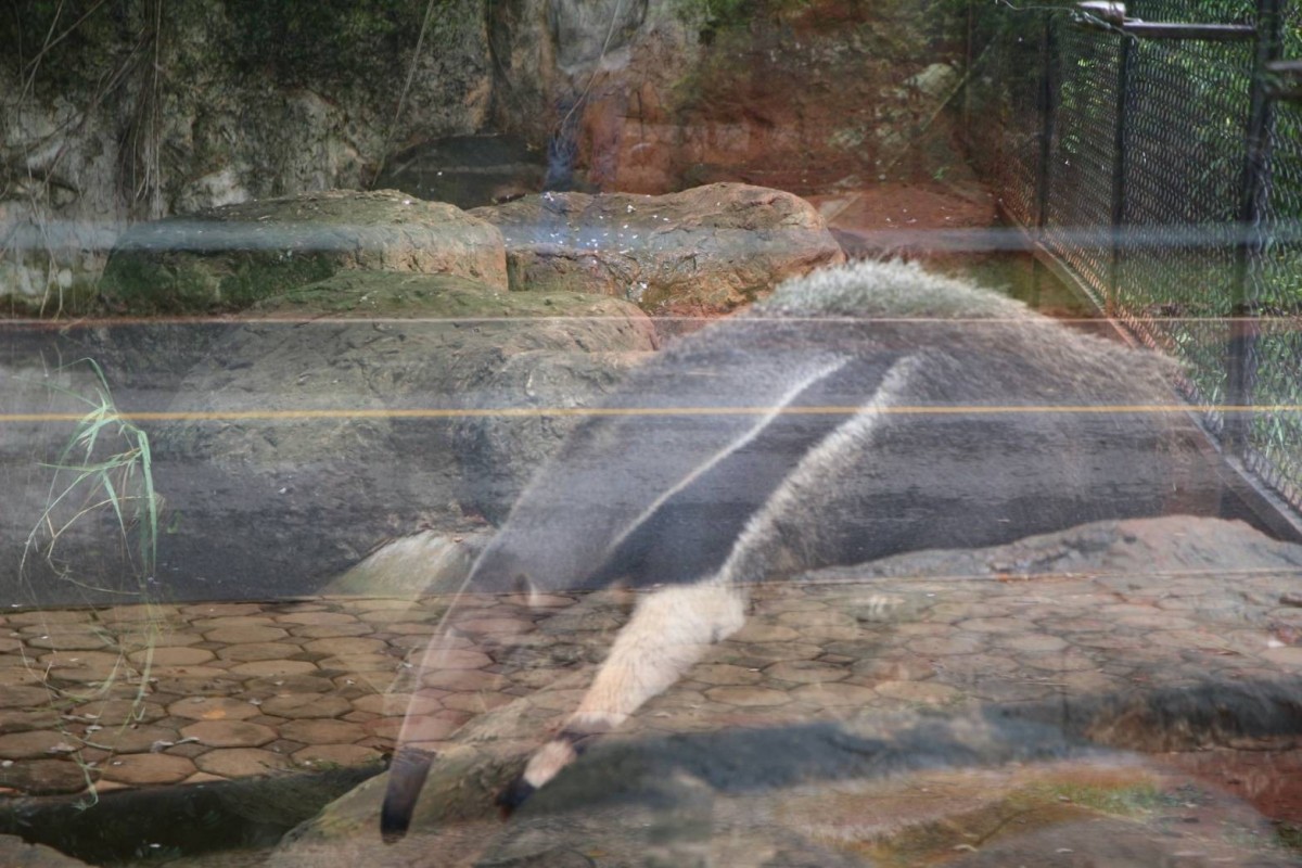 ต้อนรับเพื่อนใหม่ สวนสัตว์โคราชเปิดตัว "หนูยักษ์คาปิบาร่า" และ "ตัวกินมดยักษ์"