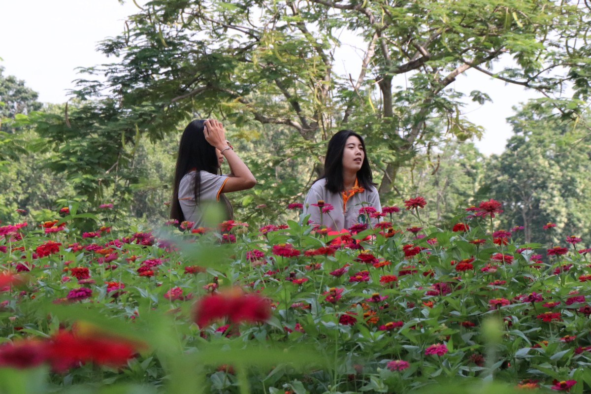 "ทุ่งดอกบานชื่น" ความสวยงามยามปลายฝน