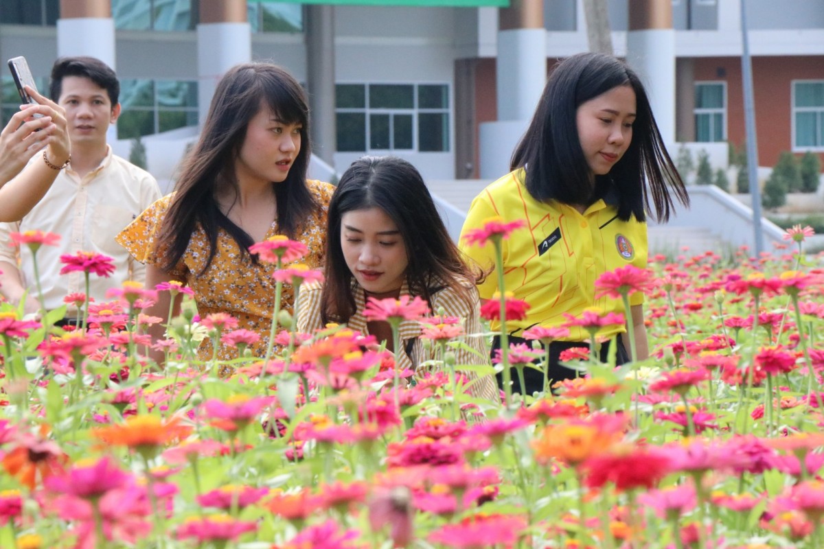 "ทุ่งดอกบานชื่น" ความสวยงามยามปลายฝน