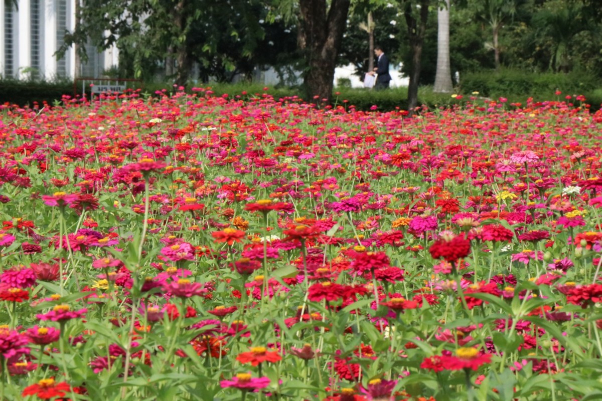 "ทุ่งดอกบานชื่น" ความสวยงามยามปลายฝน