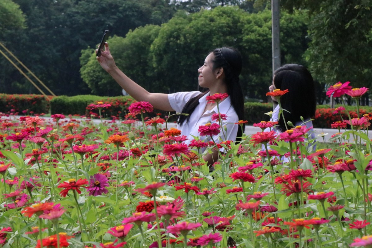 "ทุ่งดอกบานชื่น" ความสวยงามยามปลายฝน