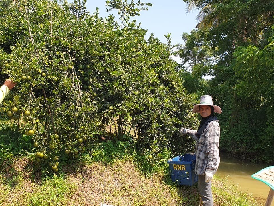 "นั่งเรือชมสวน ชิมส้มสด" 1 ตคนี้ สวนส้มเจ้าจอมขวัญเตรียมเปิดสวนรับนักท่องเที่ยว