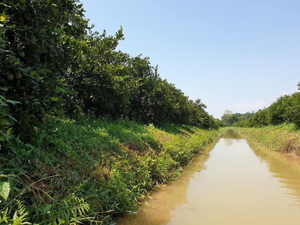 "นั่งเรือชมสวน ชิมส้มสด" 1 ตคนี้ สวนส้มเจ้าจอมขวัญเตรียมเปิดสวนรับนักท่องเที่ยว