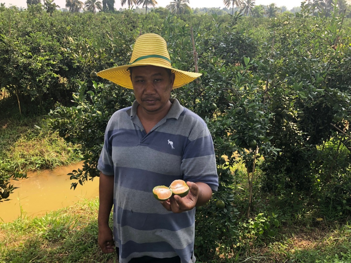 "นั่งเรือชมสวน ชิมส้มสด" 1 ตคนี้ สวนส้มเจ้าจอมขวัญเตรียมเปิดสวนรับนักท่องเที่ยว