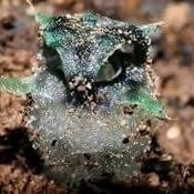 "พิศวงตานกฮูก" พืชแปลกสายพันธุ์ใหม่หนึ่งเดียวในโลก ที่ ออุ้มผาง