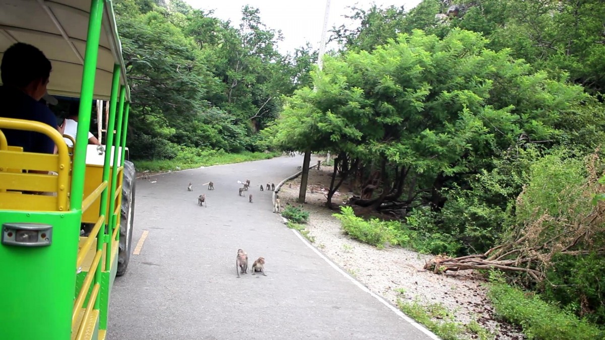 ชวนชิวนั่งรถไฟรอบอุทยานหินเขางู ชมวิวให้อาหารลิงกลางคืนชมหิ่งห้อย