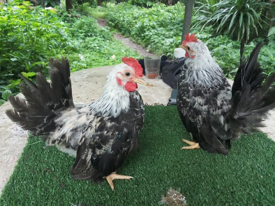 เกษตรกรอดีตพนักงานออฟฟิศเลี้ยงไก่เบตง-ไก่สวยงามขาย สร้างรายได้งาม