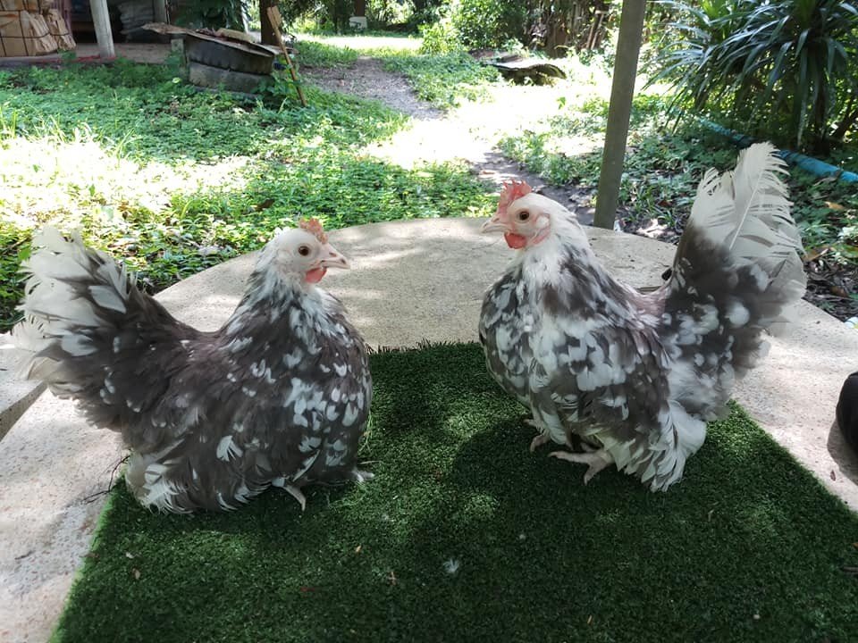 เกษตรกรอดีตพนักงานออฟฟิศเลี้ยงไก่เบตง-ไก่สวยงามขาย สร้างรายได้งาม