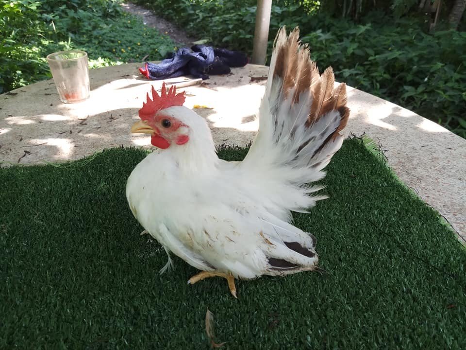 เกษตรกรอดีตพนักงานออฟฟิศเลี้ยงไก่เบตง-ไก่สวยงามขาย สร้างรายได้งาม