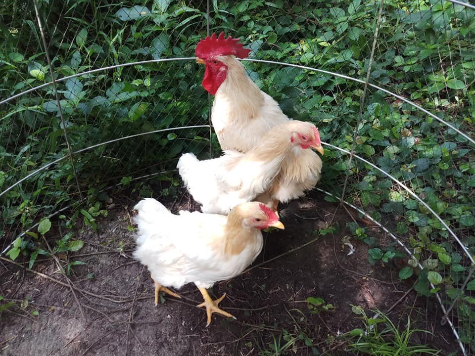 เกษตรกรอดีตพนักงานออฟฟิศเลี้ยงไก่เบตง-ไก่สวยงามขาย สร้างรายได้งาม