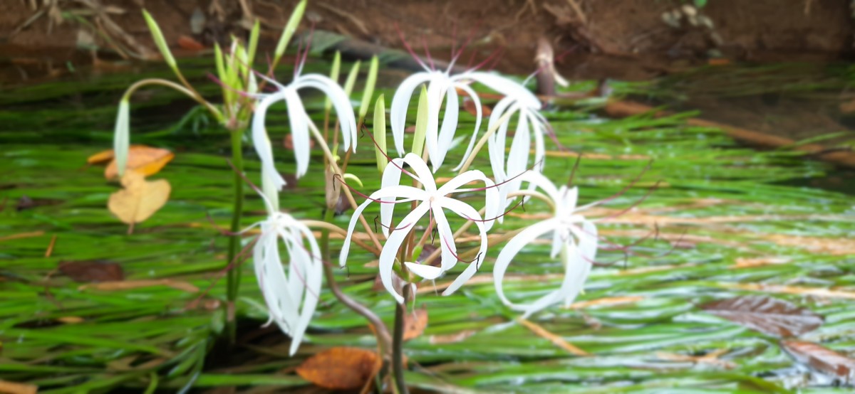 "ดอกพลับพลึงธาร" ราชินีแห่งสายน้ำบานสะพรั่งปลายฝนต้นหนาว