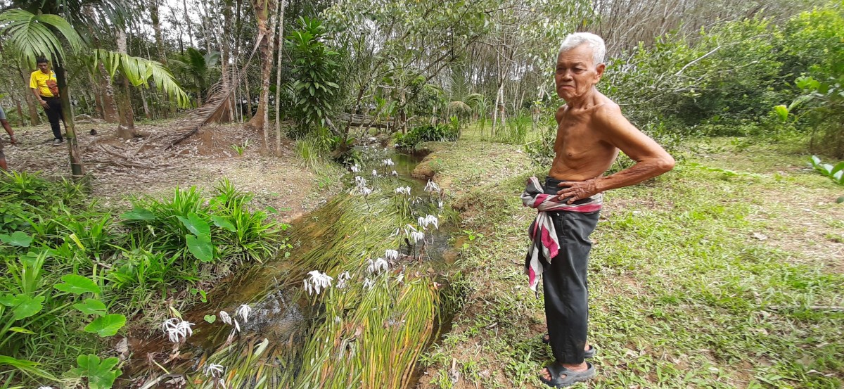 "ดอกพลับพลึงธาร" ราชินีแห่งสายน้ำบานสะพรั่งปลายฝนต้นหนาว